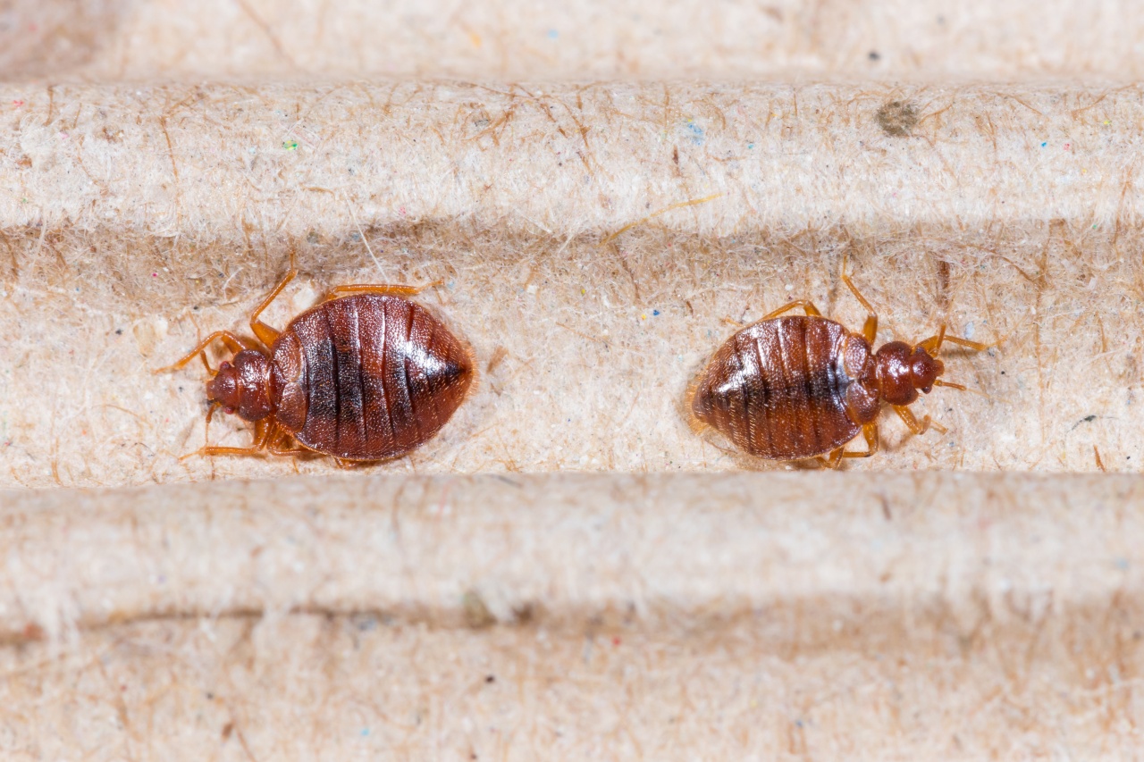 bed bug inspection columbus oh