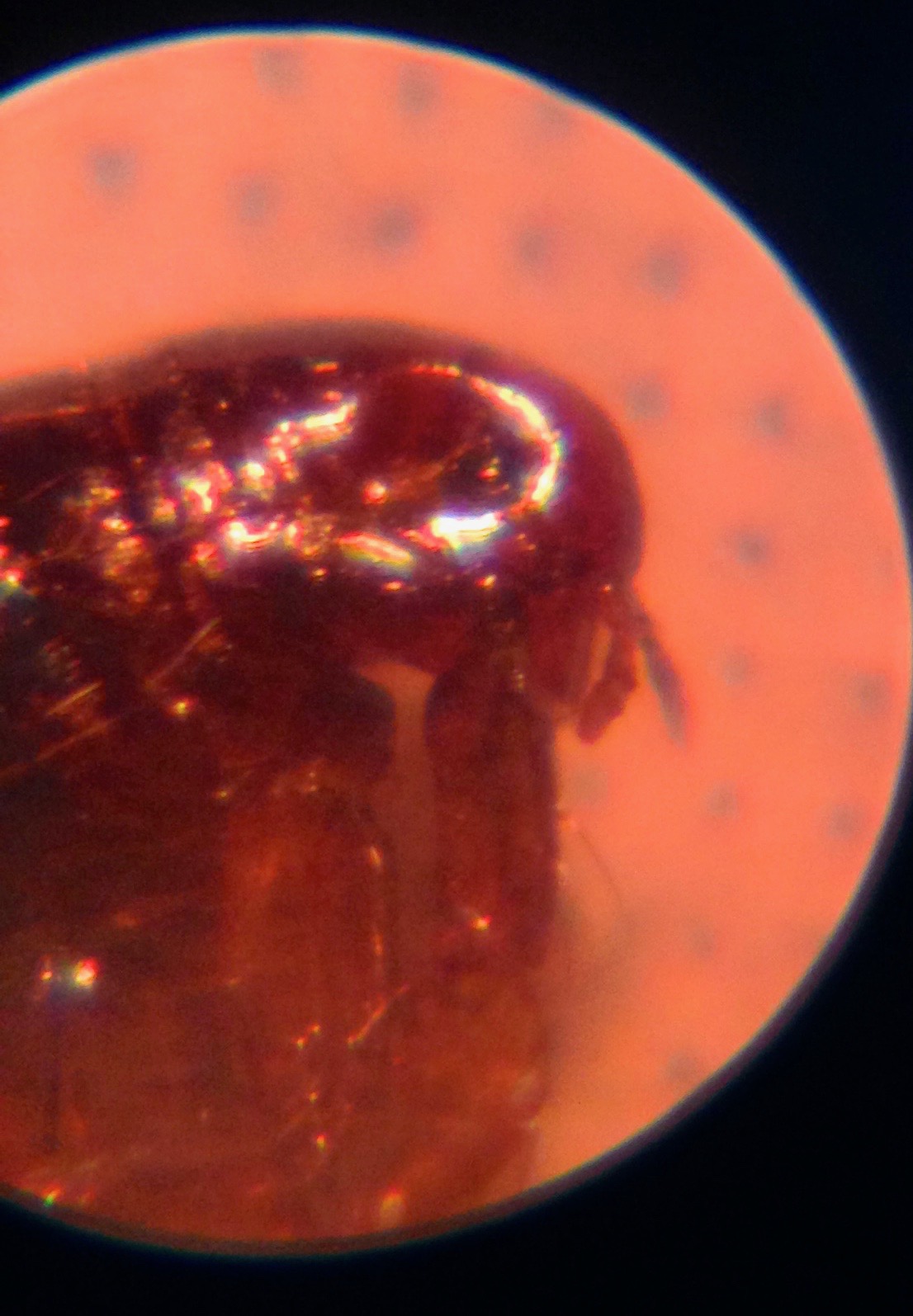 Biocontrol-identificación de la plaga, en este caso pulgas.