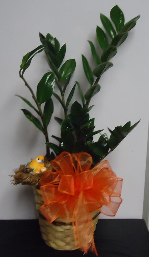 (31) "ZZ" Plant W/ Bird-Nest
$45.00