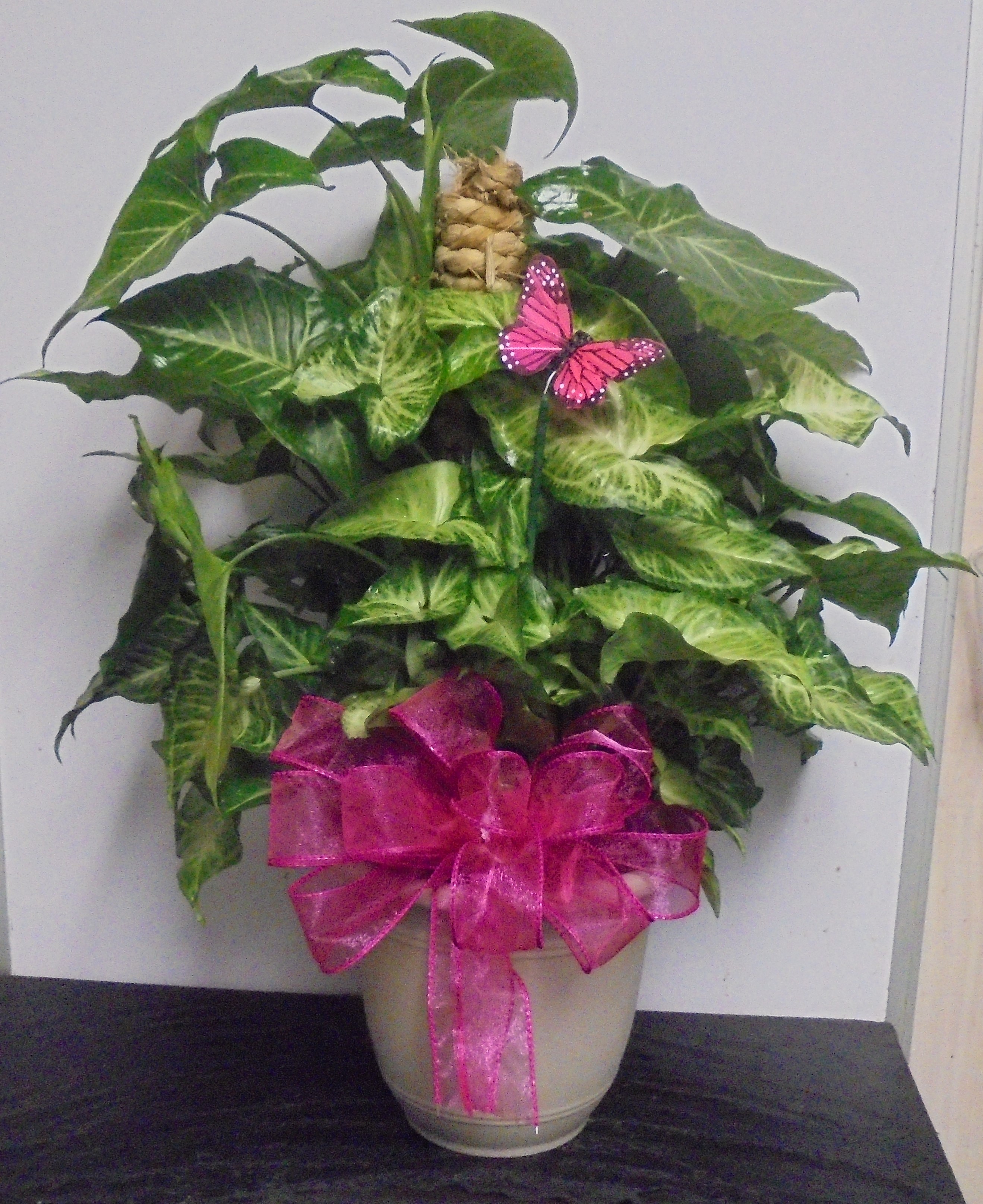 (12) "Nephthytis" Butterfly Pole Plant
W/ Butterfly
$45.00