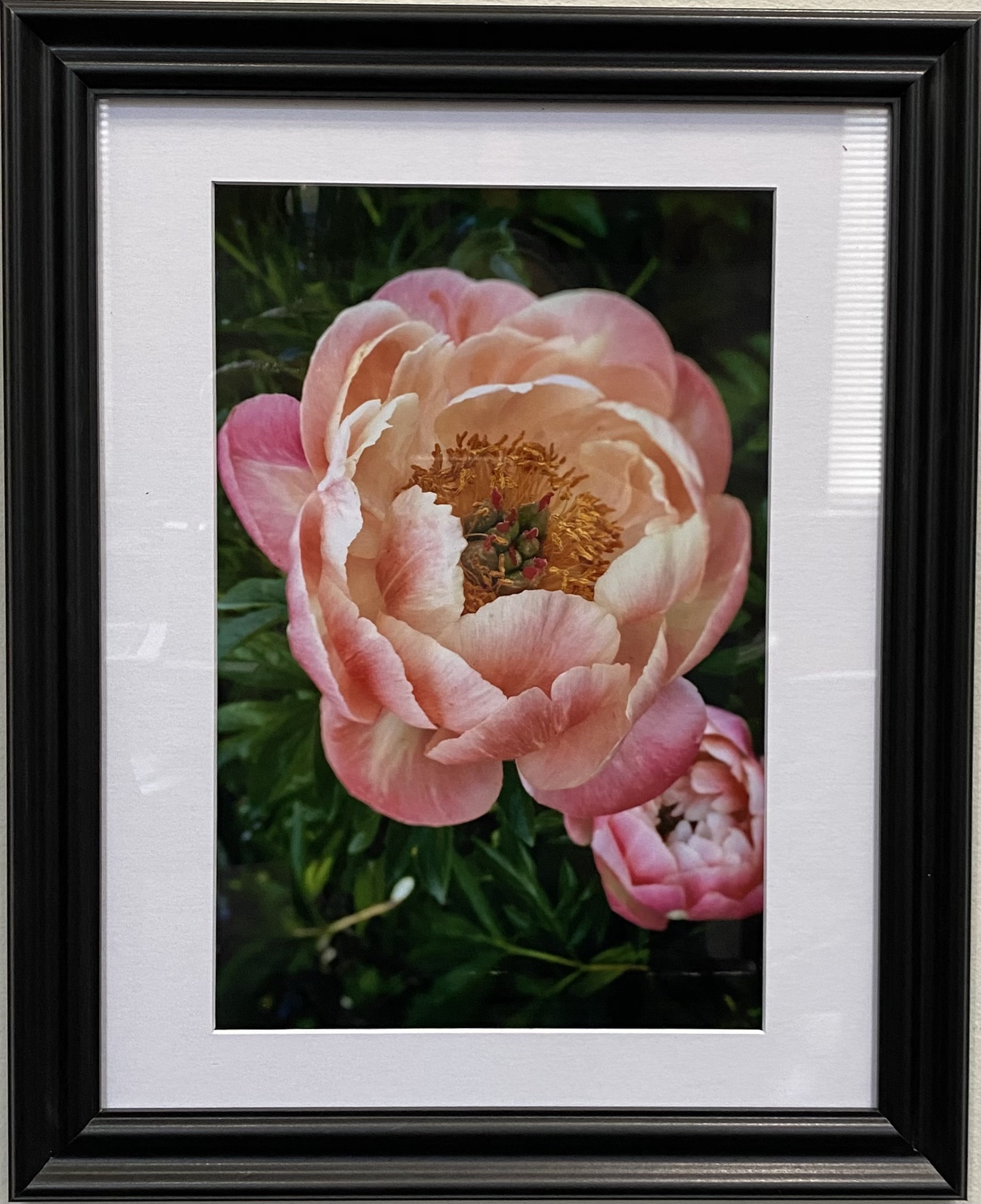 Pink Peony
Photography
8" X 12"
$95