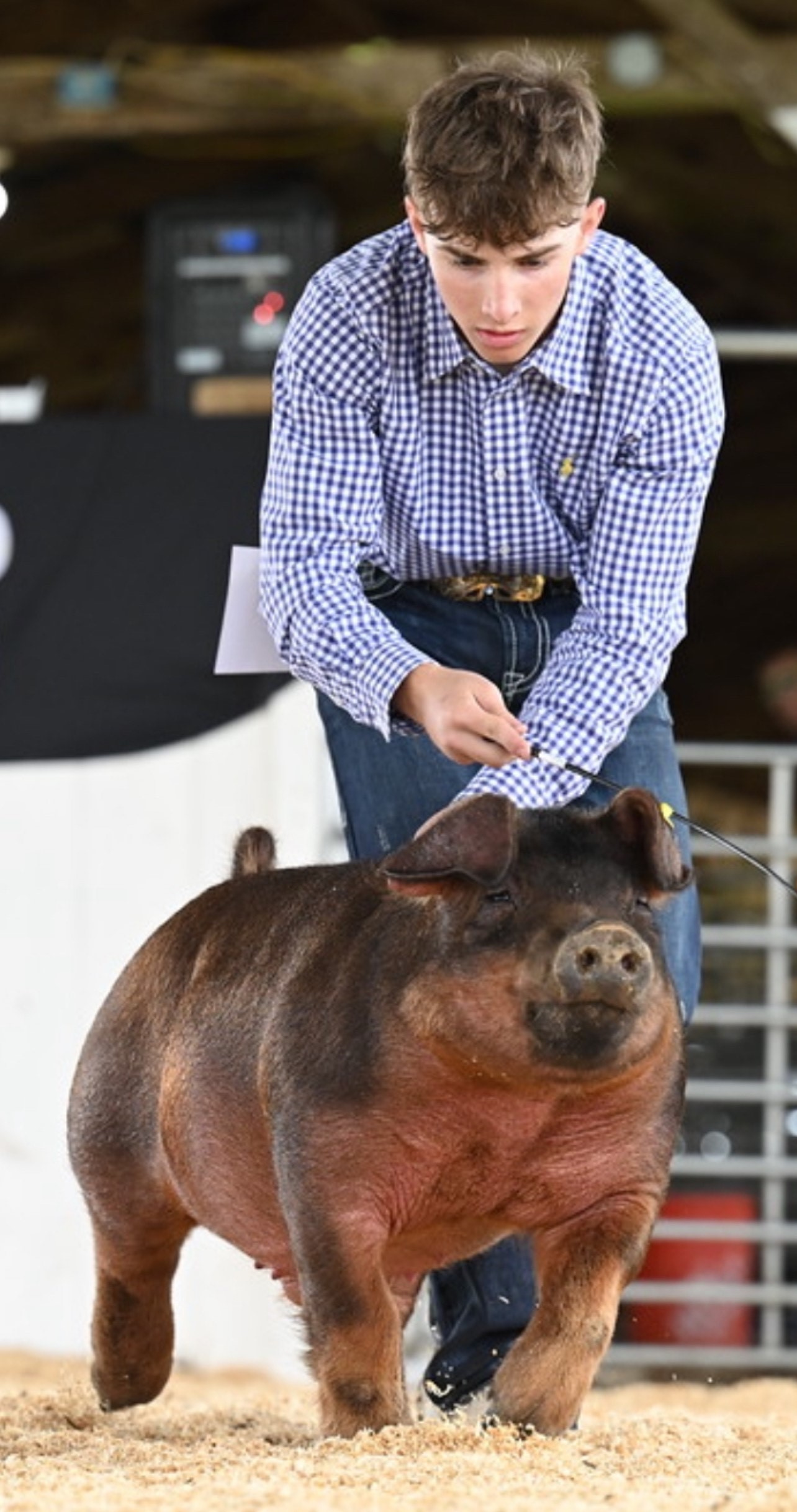 Patrick Lonning
Gateway to Glory Jackpot
Hillsboro, MO
Champion Duroc Barrow 
3rd Overall Duroc Barrow