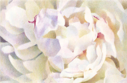 Not Quite White (coloured pencil on Arches HP 7.5" x 11.5") 
Selected for the Society of Botanical Artists Annual Exhibition 2010 (Westminster) and the UKCPS Annual Exhibition 2010