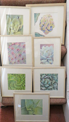 cacti and succulent drawings - in coloured pencils by Katherine Tyrrell