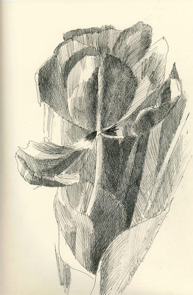 Drawings / Floral: Mono Tulips #1