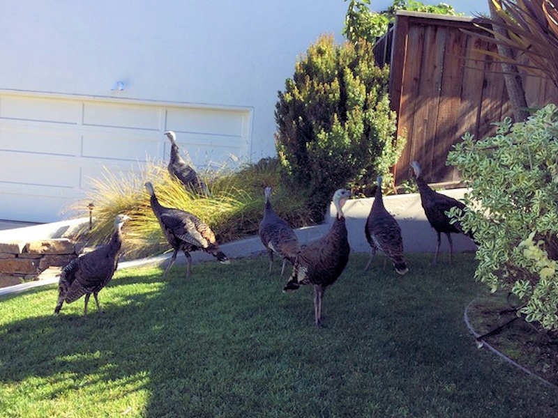 Wild turkeys regularly visit neighborhood yards reminding residents of the history of the area. In the 1920's, a pheasant hunting resort was located on Potomac Street in Lincoln Heights, catering to San Franciscans making weekend trips to the East Bay Hills. The current flock of turkeys nest on land now owned by Head Royce School. 