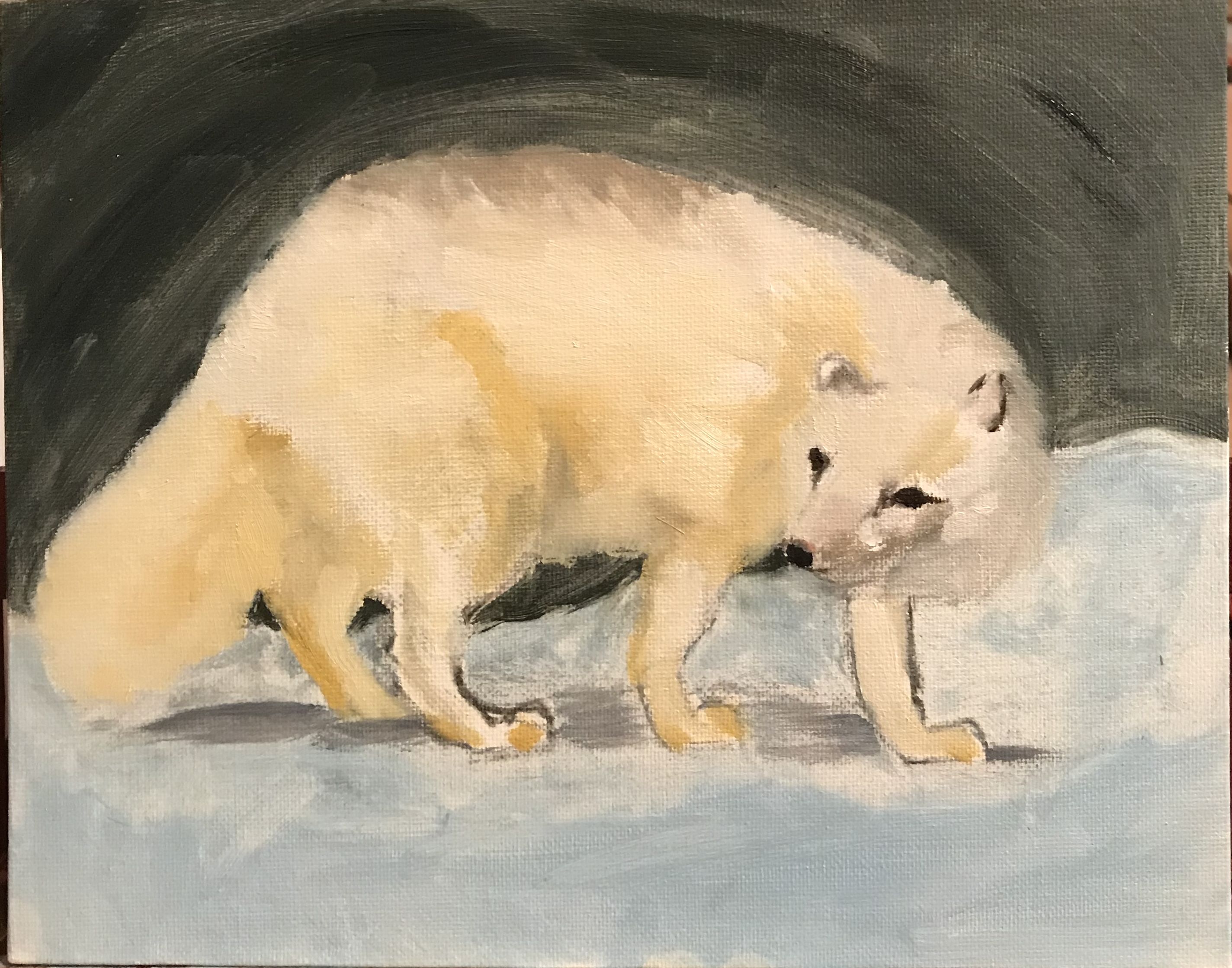 Arctic Fox