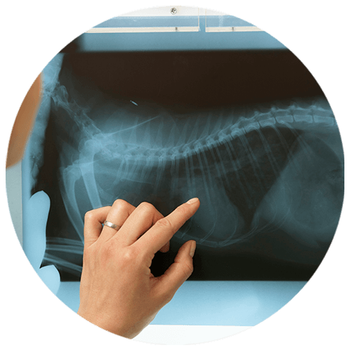 Radiología Digital 4D - Rayos X