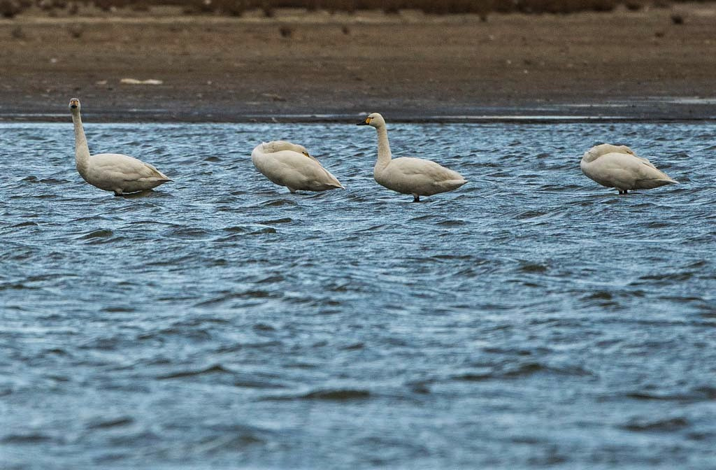 Four Bewick's Swan. No Rings Showing Yet.