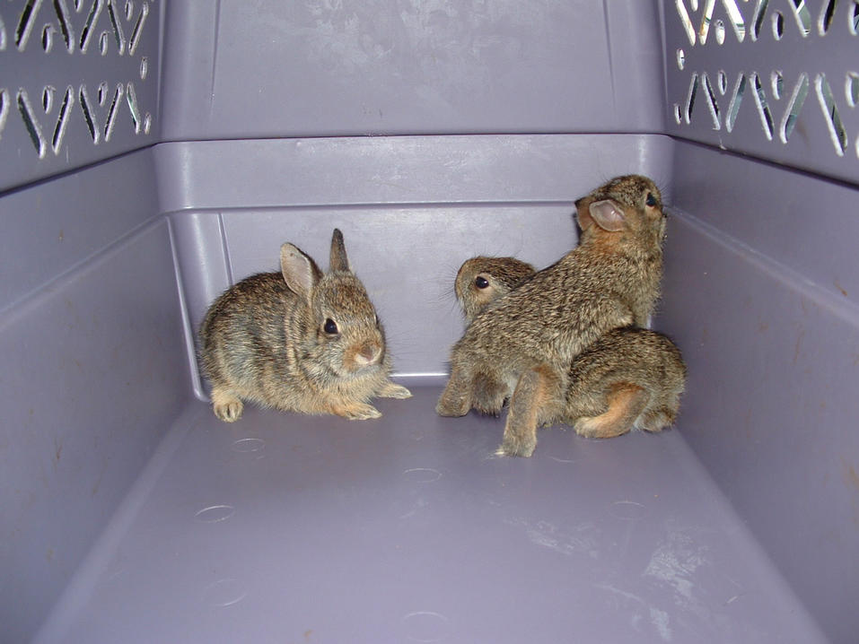 baby bunnies