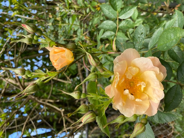 From Bev and Terry in Langley, on June 5, 2022: First rose, Above and Beyond.