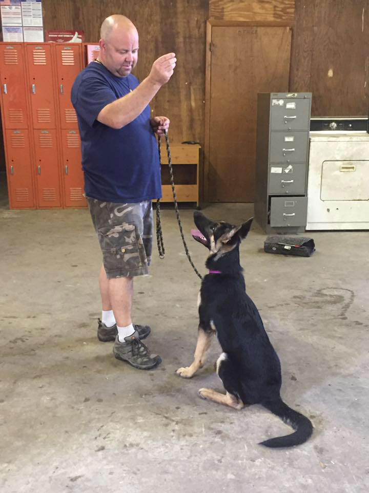 Dog Being Trained