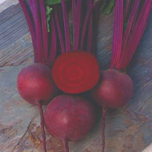 Beet Falcon Beet Falcon