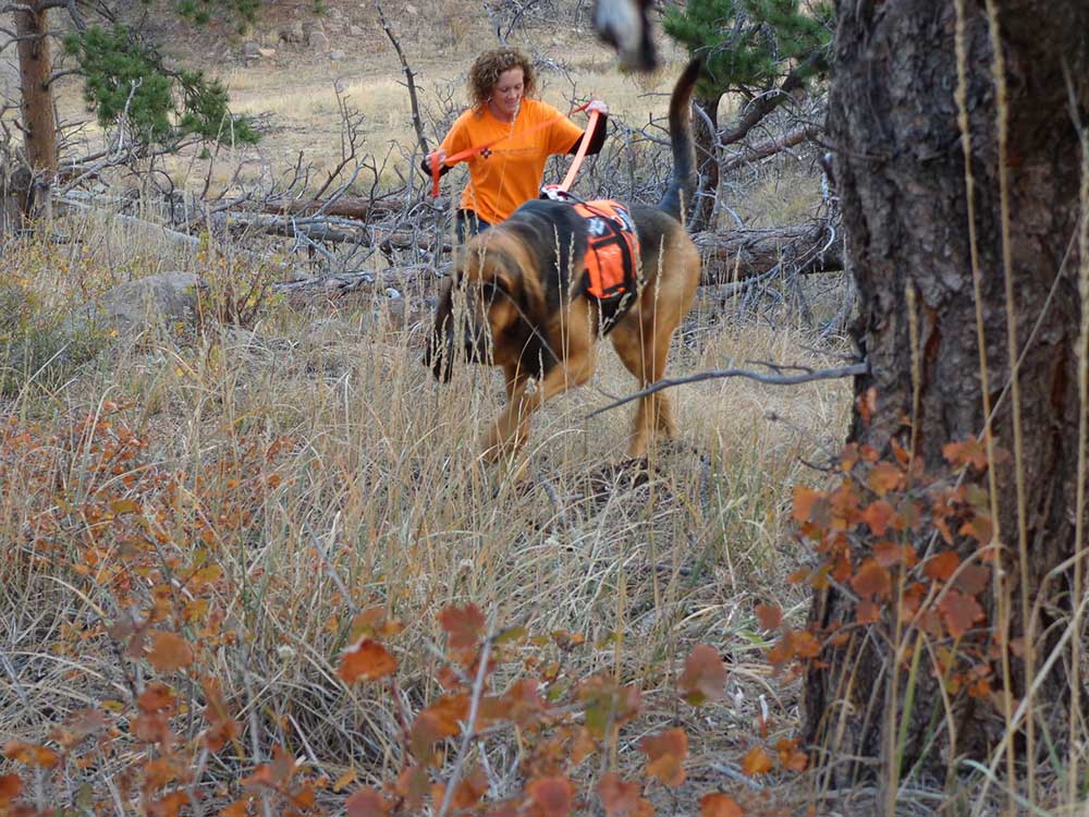 Bloodhound Dog 21