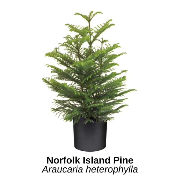 https://0201.nccdn.net/4_2/000/000/081/4ce/norfolk-island-pine.png