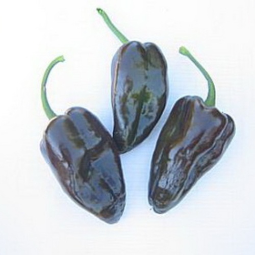 Pepper Mulato Isleno Pepper Mulato Isleno