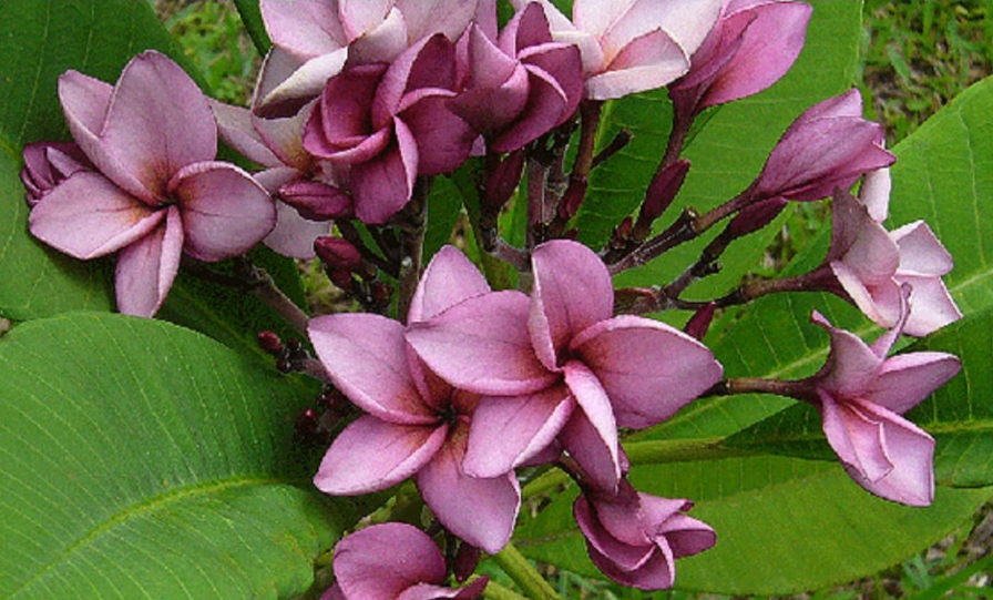 Plumeria Purple Jack