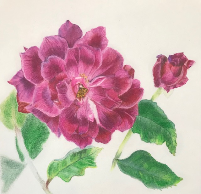 Burgundy Iceberg Rose
8x10
Hot Press Watercolor