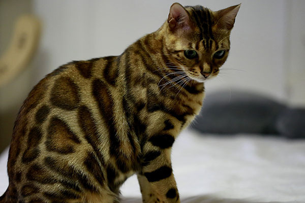 Bengal cat king