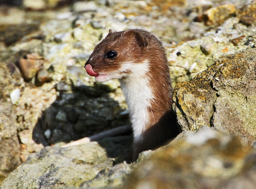 Weasel.