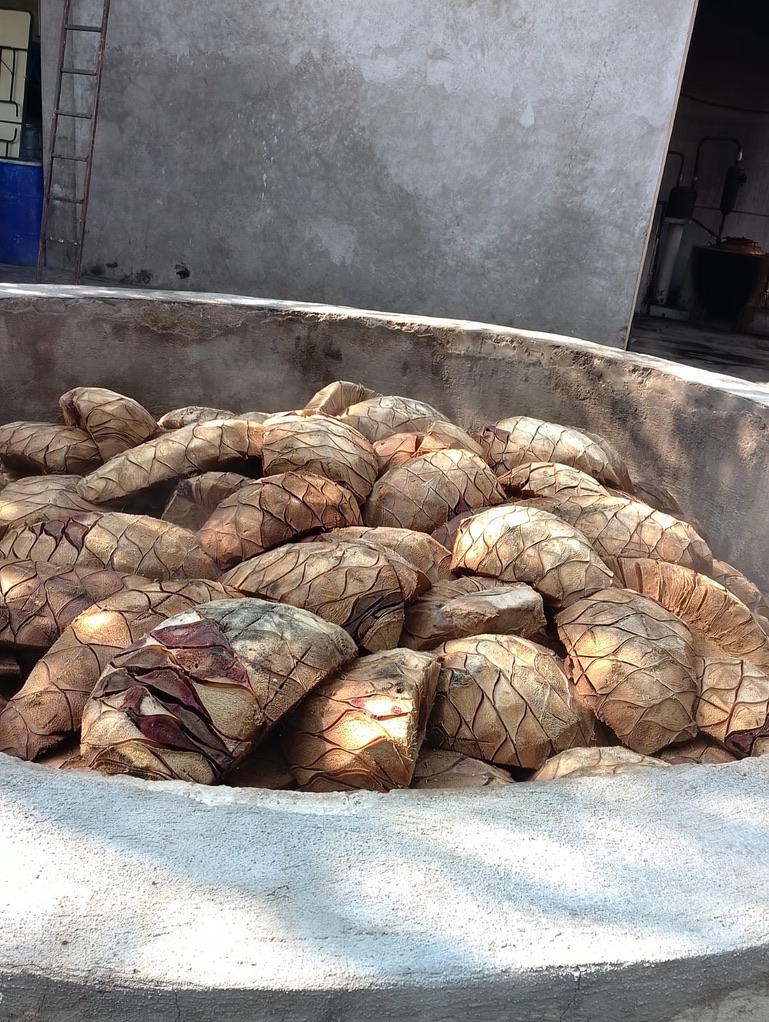 El maguey recién destapado, calientito y dulce