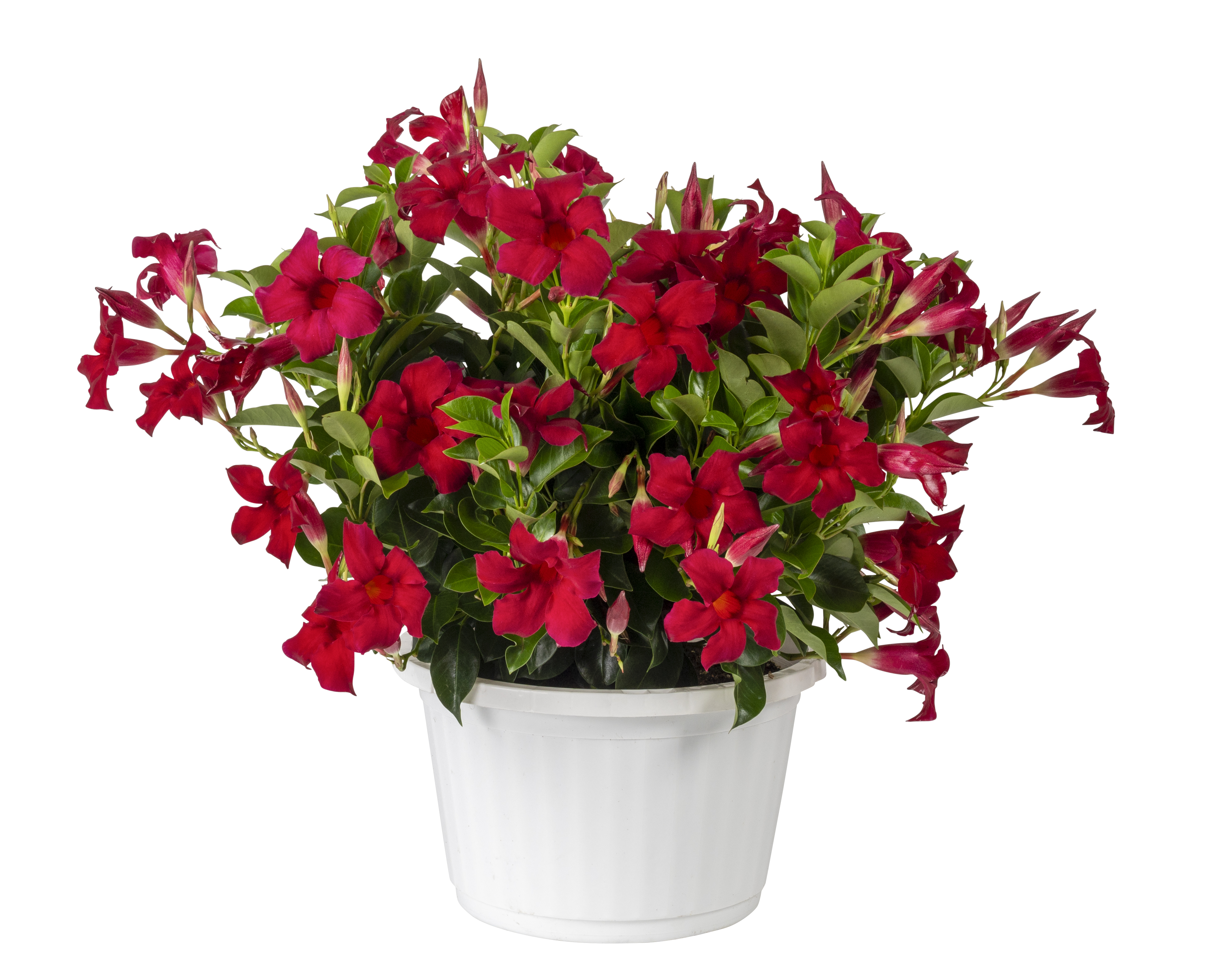 Mandevilla SunParasol Original Crimson