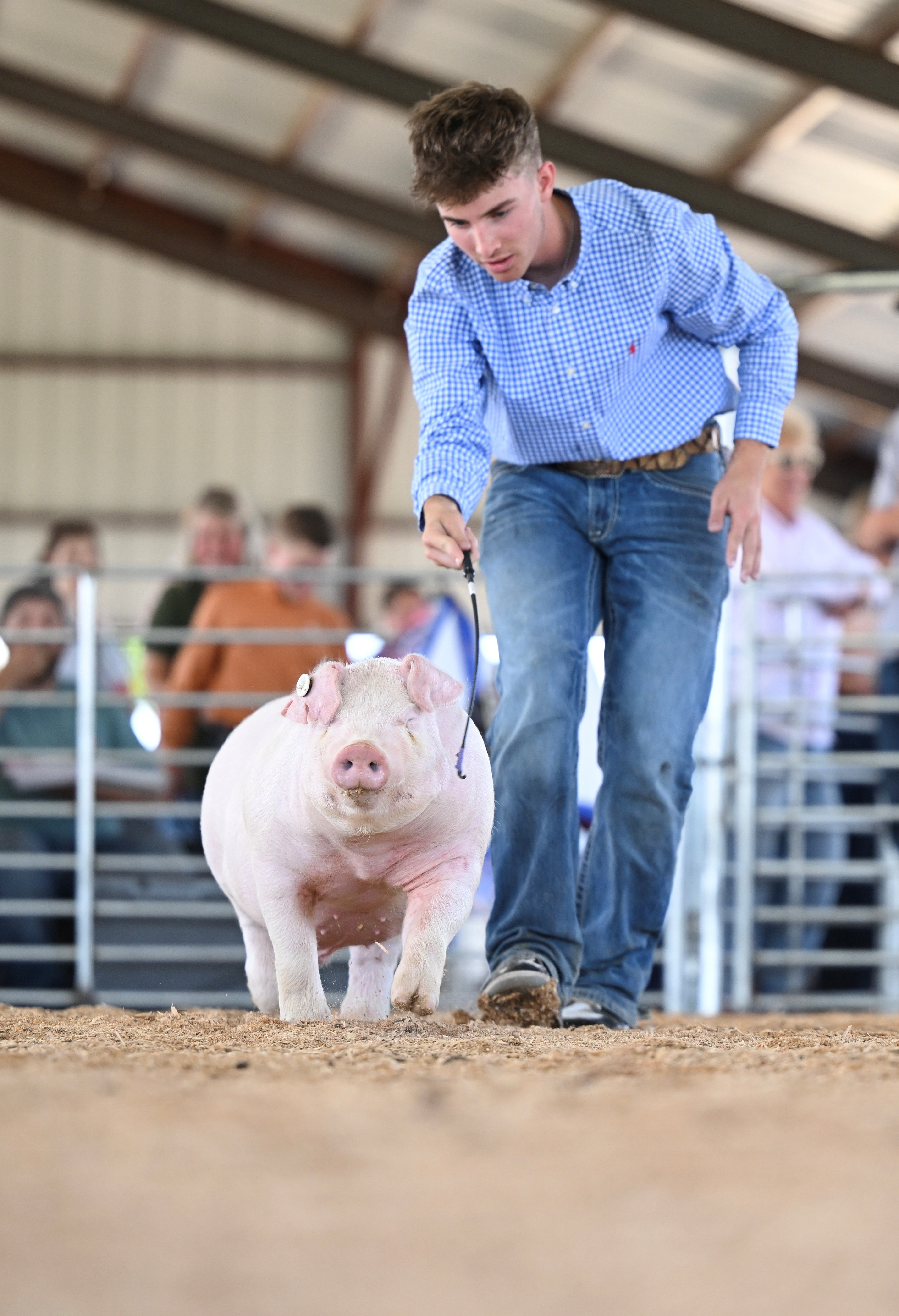 Patrick Lonning 
South Central Spectacular  Mountain Grove, MO. 
Champion Chester White Barrow
