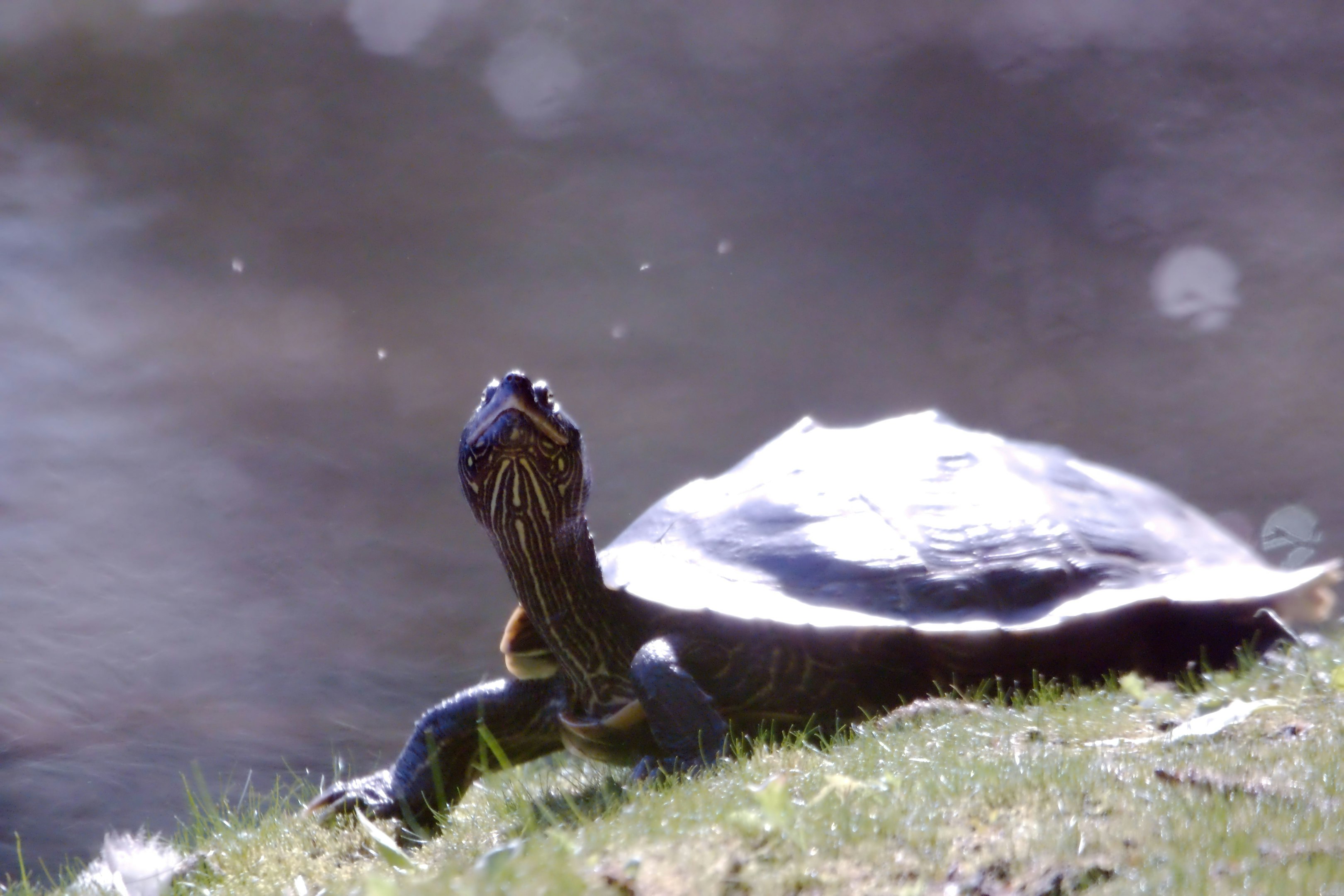 a turtle that is sitting in the grass