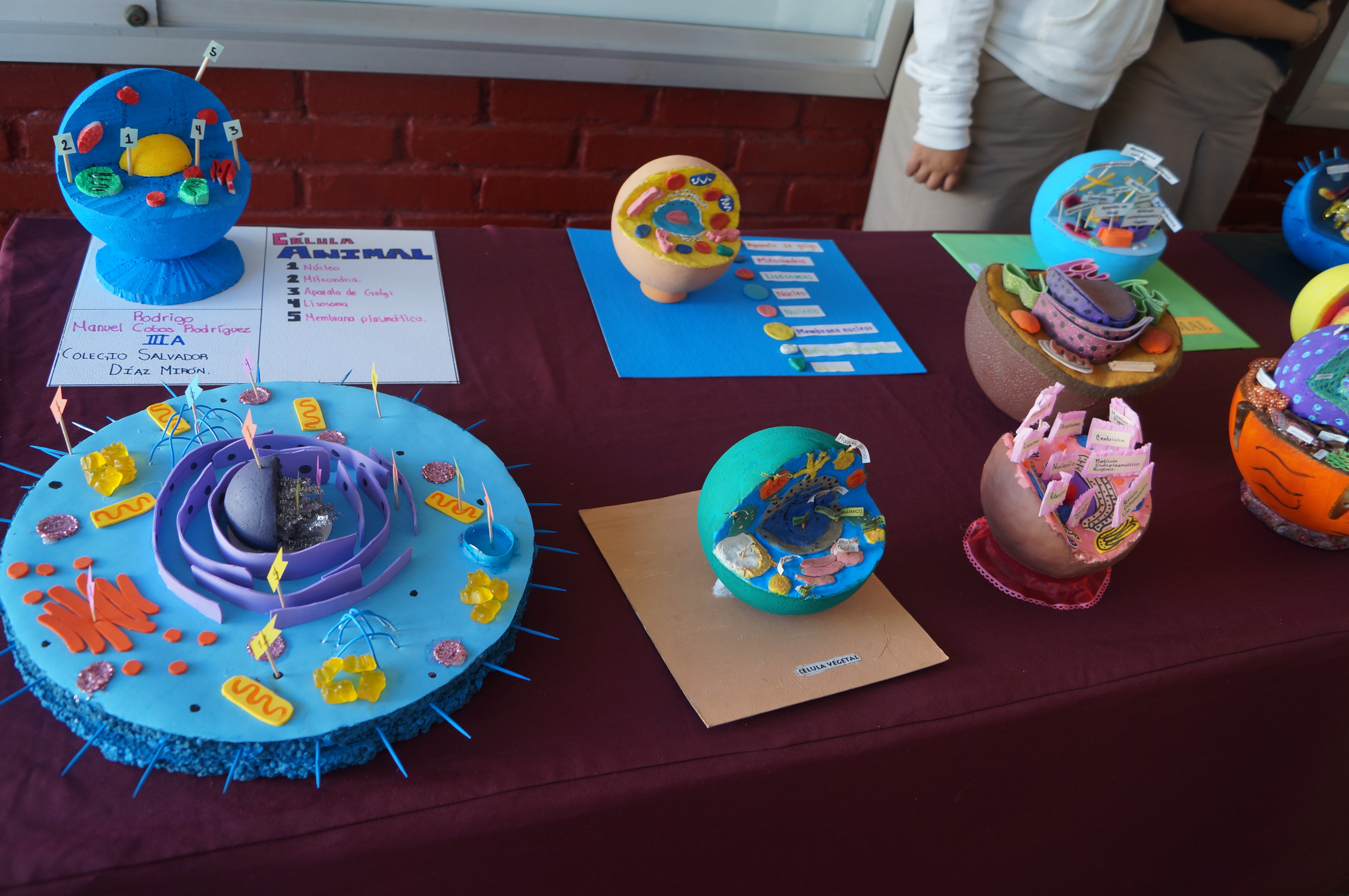 EXPOSICIÓN DE CÉLULAS
18 DE 0CTUBRE 2017