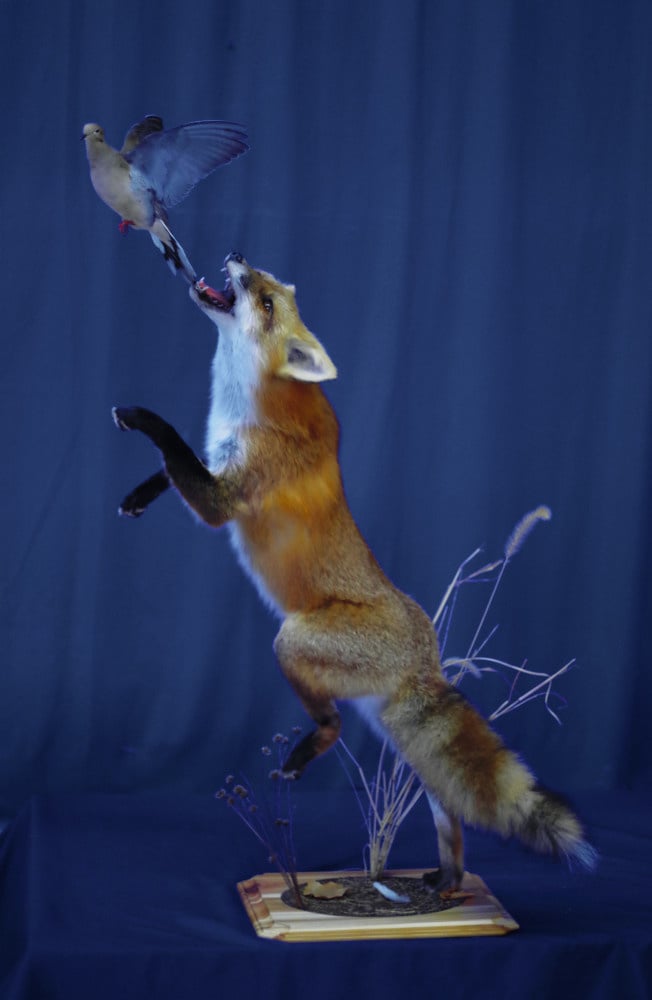 red-fox-jumping-after-dove