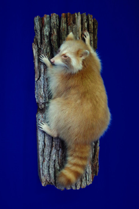 wild-cinnamon-raccoon