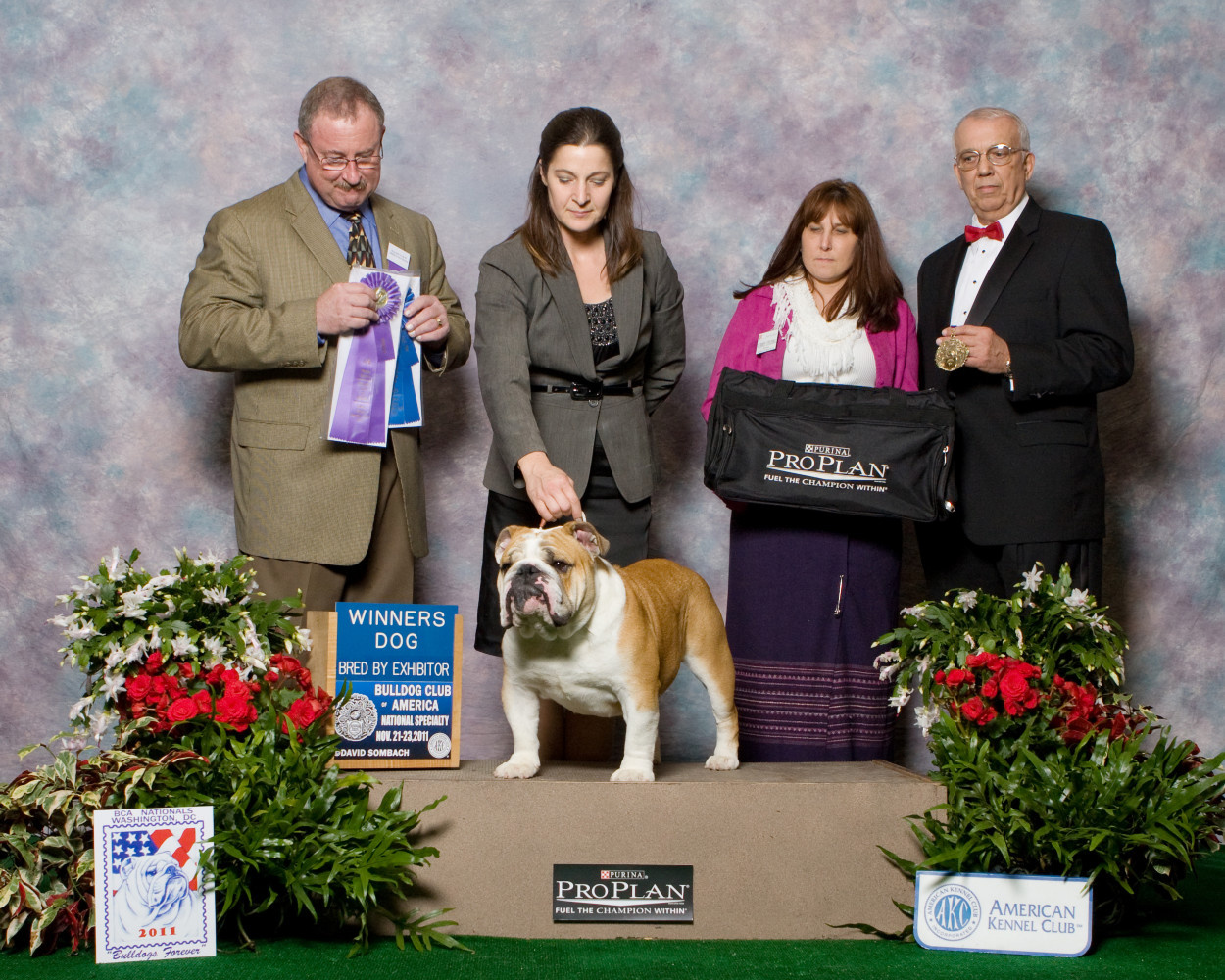 2011 National Specialty
Winners Dog/Best of Winners
Best In Sweepstakes
Breeder Judge Mr. Dennis Ehntholt
Entry of 109 males, 250 total class animals