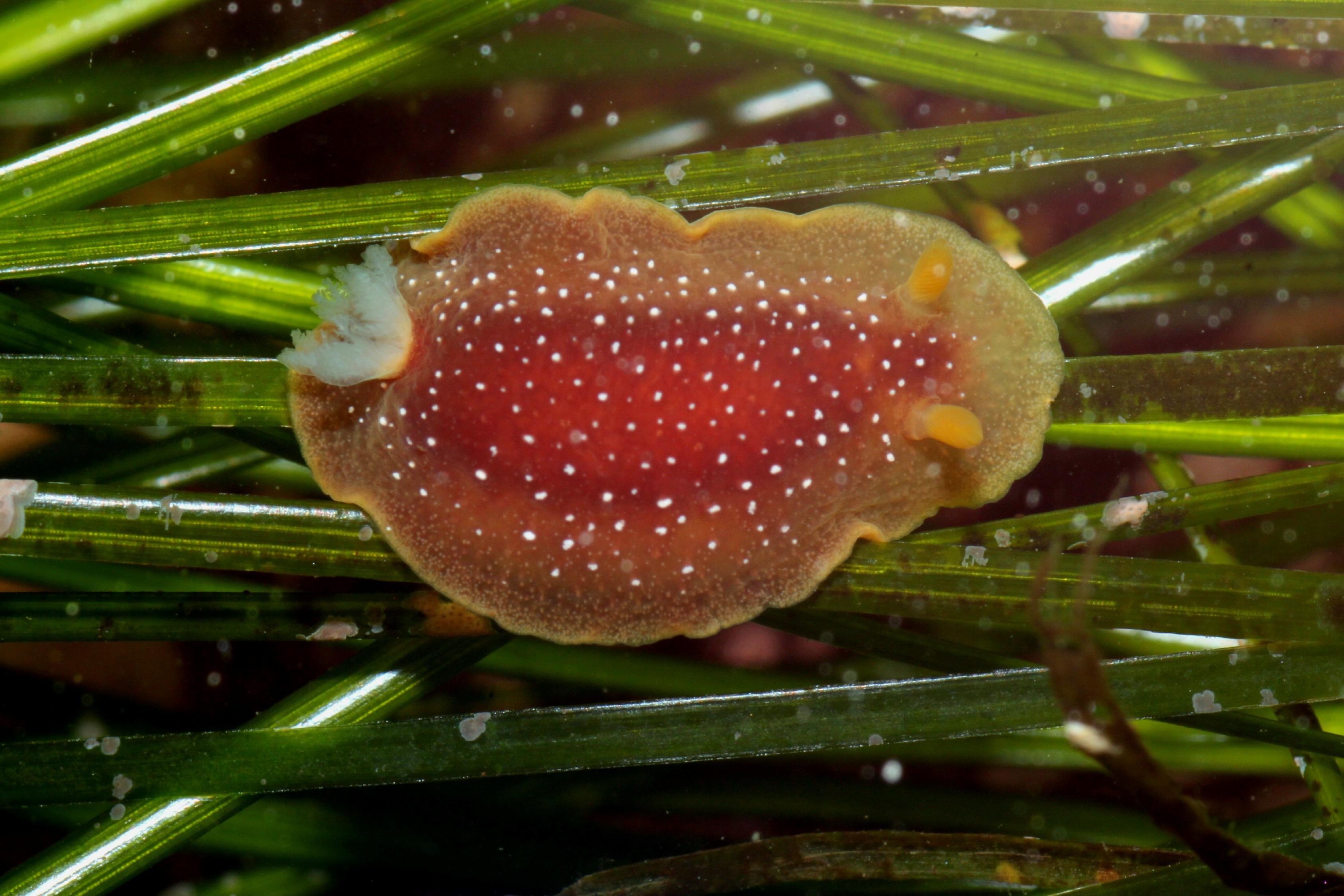 White-spotted Sea Goddess (Doriopsilla albopunctatus)
