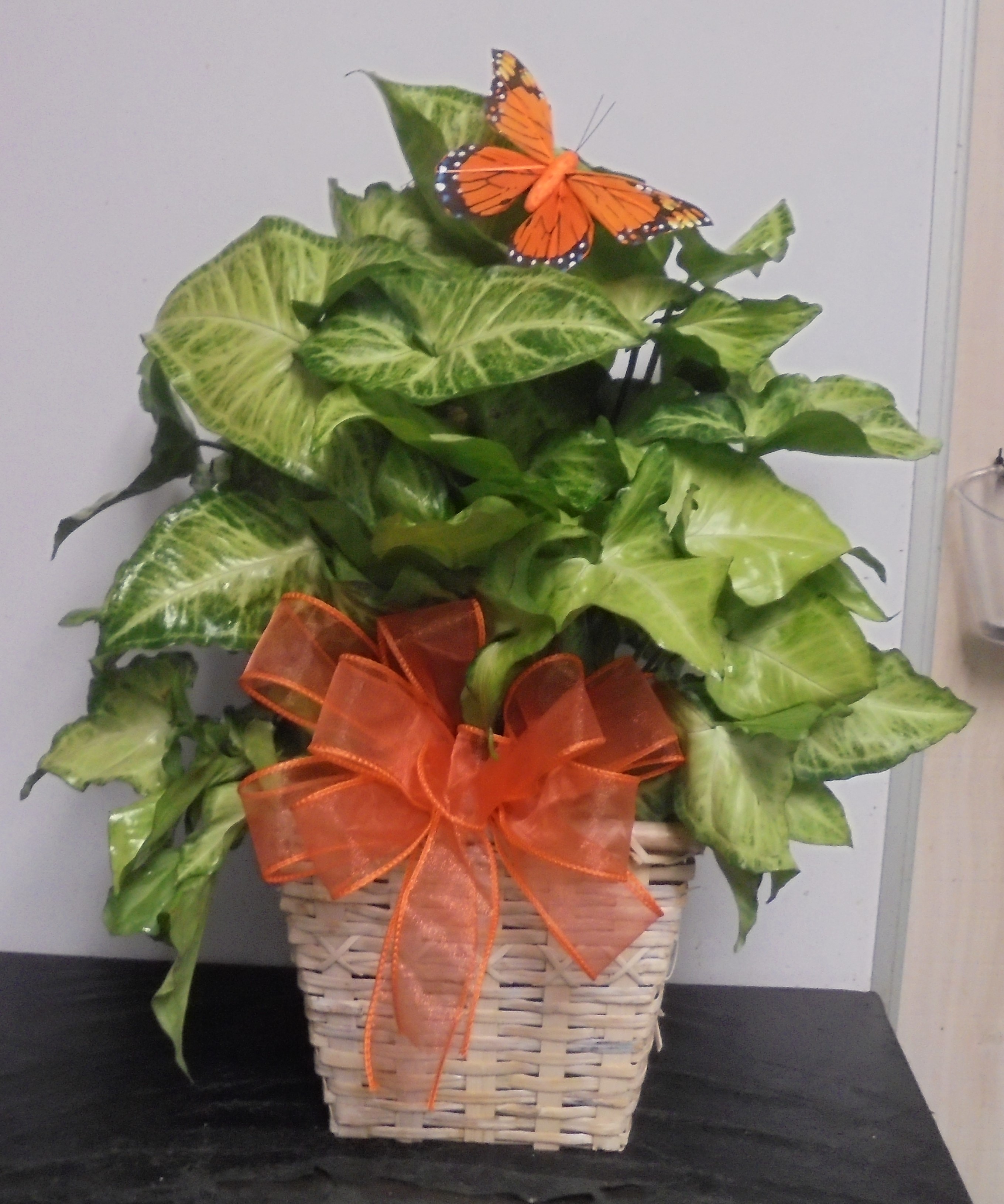 (12) "Nephthytis" Butterfly Pole Plant
$45.00