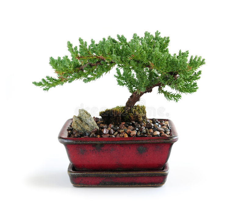 "A bonsai expert is using B.L.O.O.M. #3 and swears by it."