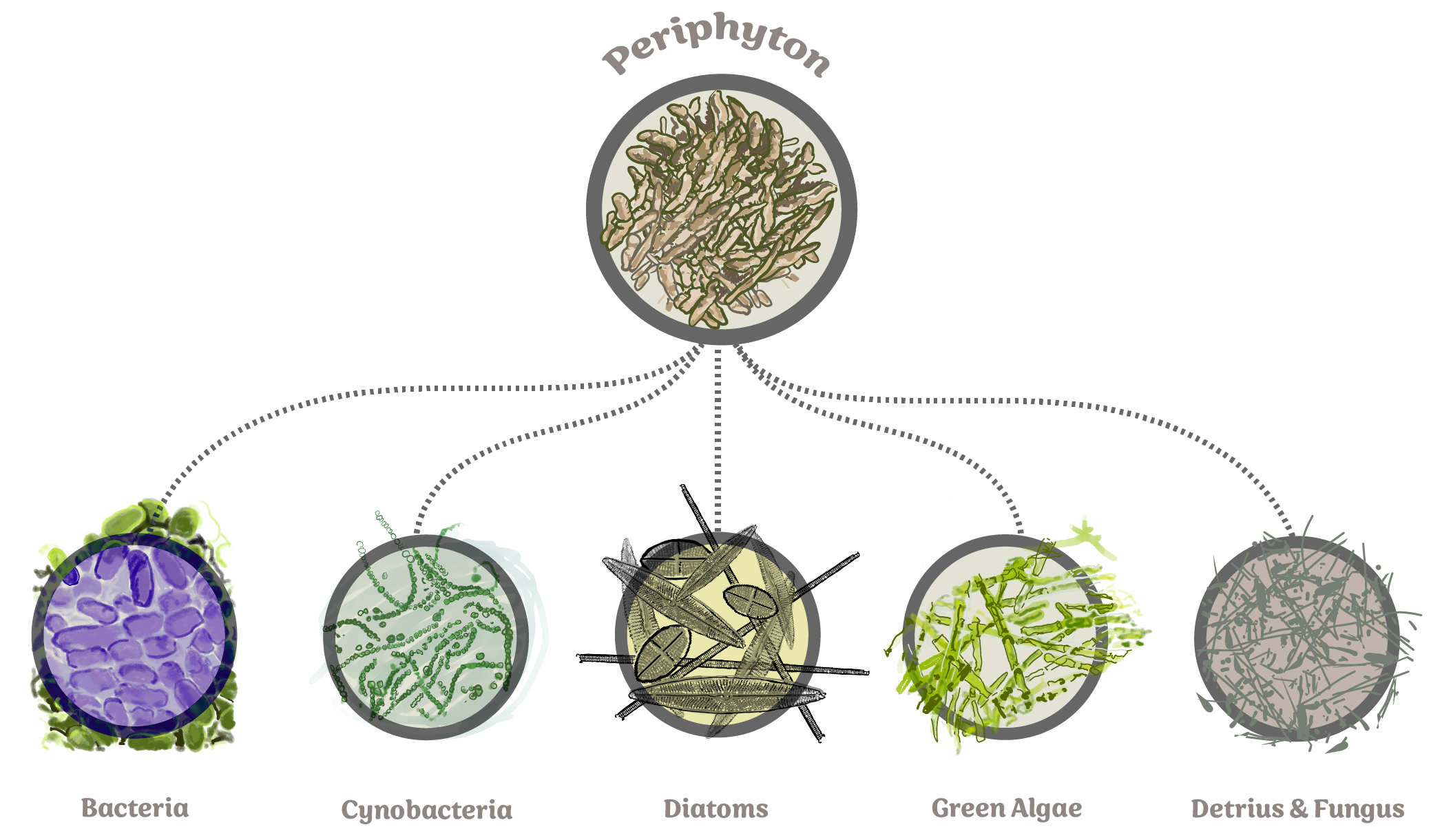 Periphyton Composition