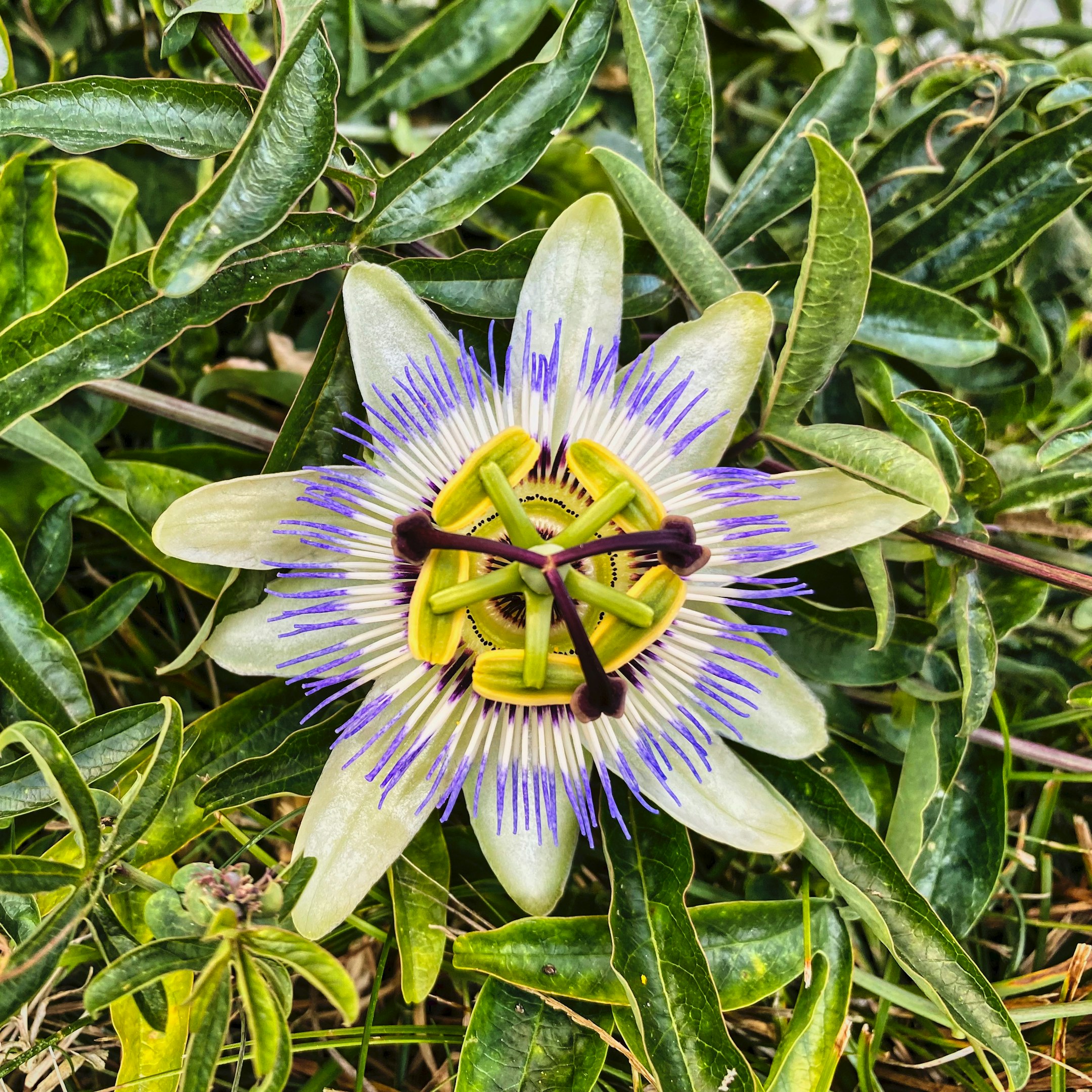 a purple and white flower with green leaves a purple and white flower with green leaves