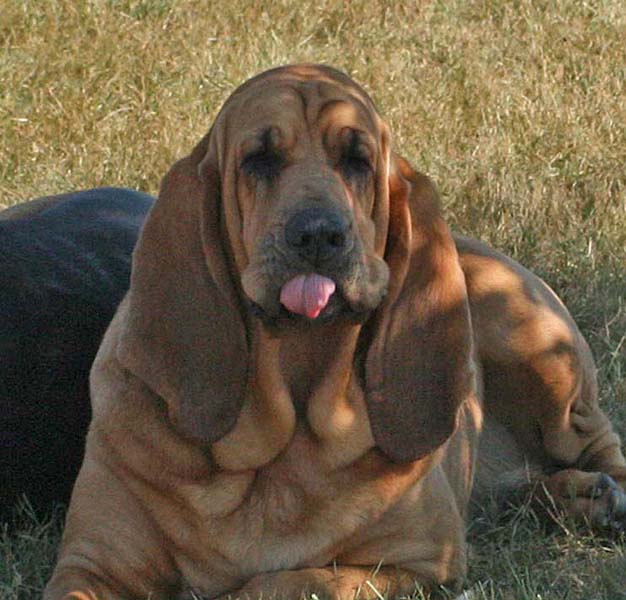 https://0201.nccdn.net/4_2/000/000/087/37b/sassy-tongue-pic.jpg