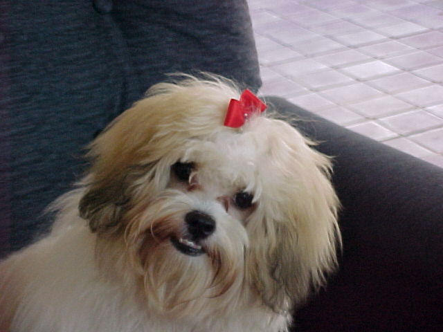 Mi hermanita, la Kukis. Lamento profundamente no habérmela podido traer. Pero sé que con Elvia está muy bien cuidada.