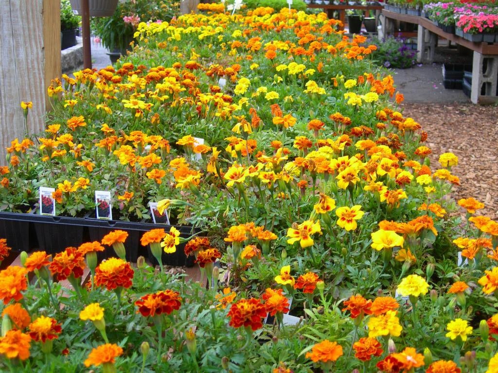 Colorful Annual Marigolds